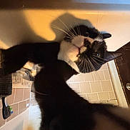 Salem joined the competition — help win amazing prizes! cat, black_and_white, indoor, curious, paw, whiskers, tiling, door, shadow, playful, close_up, pet, animal, feline, home, wall, lighting, mischievous, face, nose