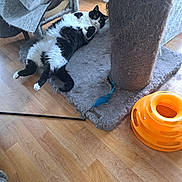 Tahia participe au concours pour gagner de l'argent avec cette photo : cat, black_and_white, carpet, cat_tree, scratching_post, cat_toy, wooden_floor, indoor, pet, feline, playful, relaxed, curious, household, animal, fur, whiskers, paws, floor, toy
