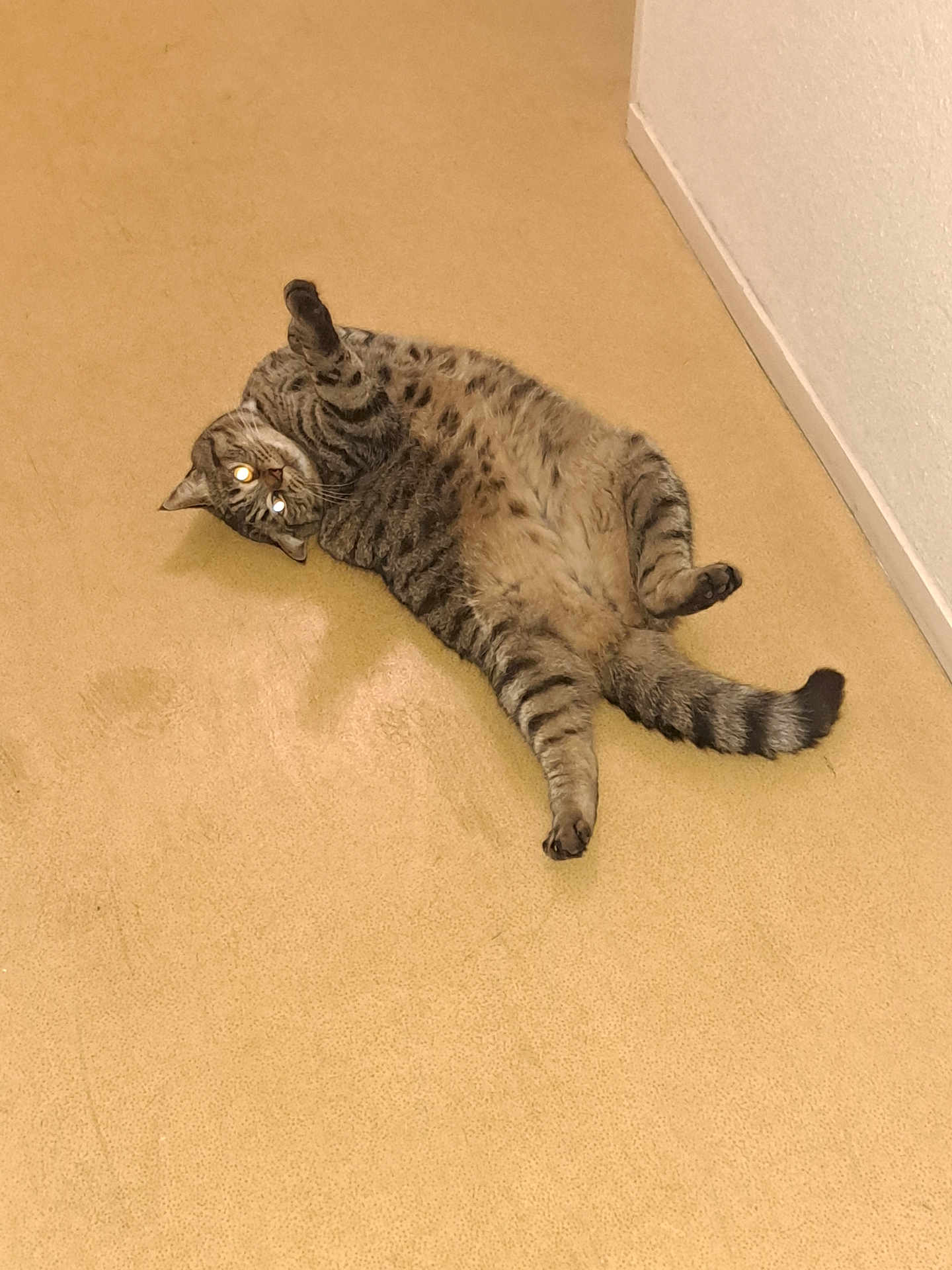 Tahia