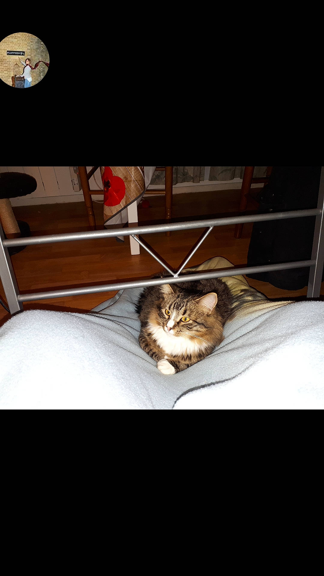 Nuage a rejoint le concours — aidez-le/la à gagner de superbes lots ! carnivore, cat, felidae, fur, kitten, small_to_medium_sized_cats, square, whiskers