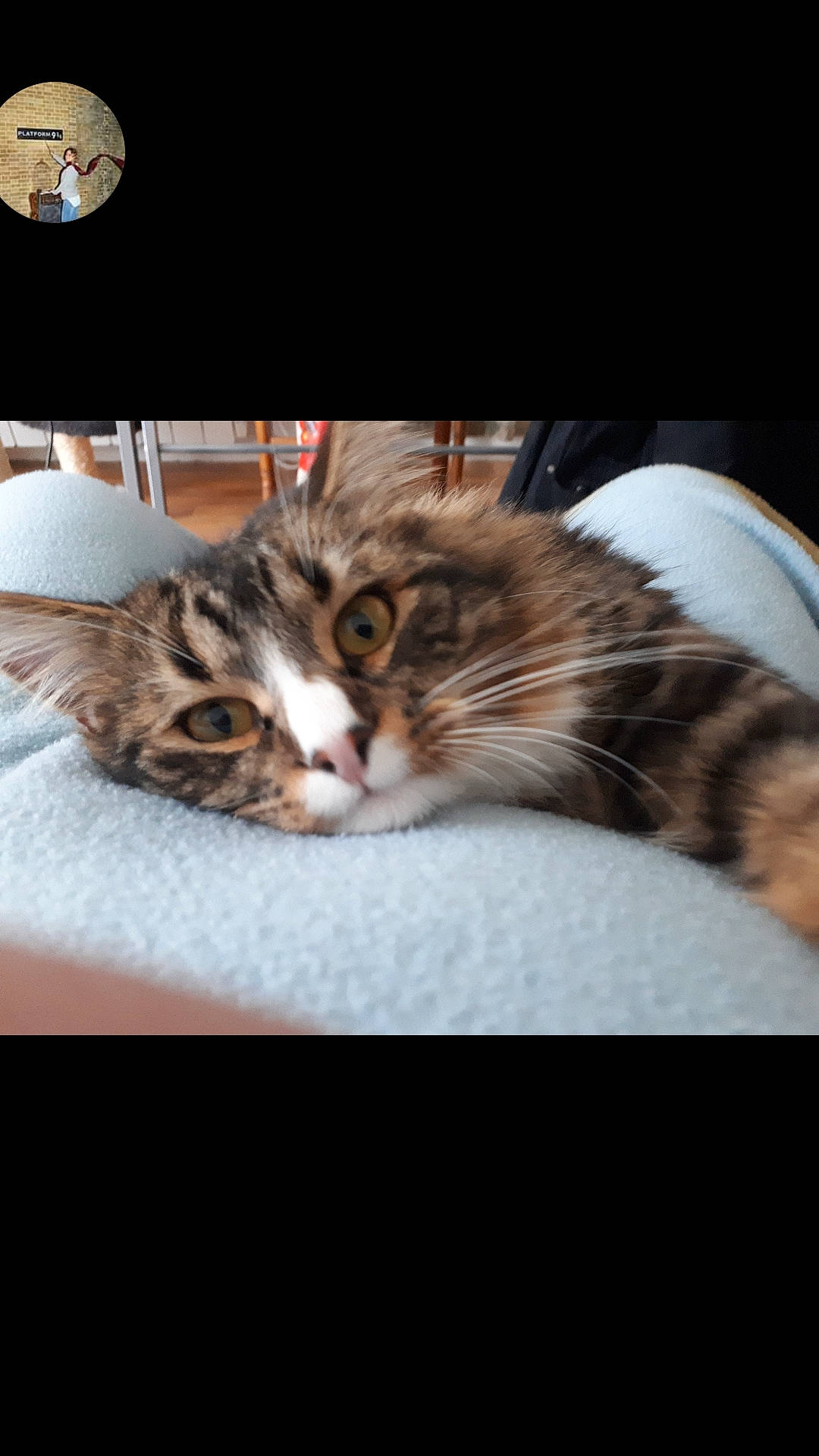 Nuage a rejoint le concours — aidez-le/la à gagner de superbes lots ! asian, carnivore, cat, domestic_short_haired_cat, dragon_li, european_shorthair, eye, felidae, fur, kitten, maine_coon, mammal, norwegian_forest_cat, photo_caption, photography, small_to_medium_sized_cats, snapshot, tabby_cat, whiskers