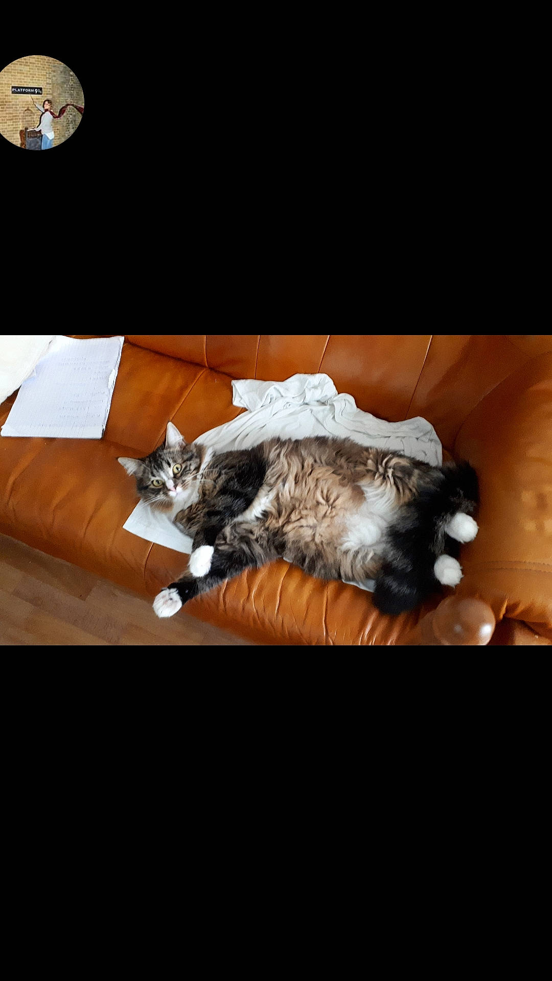 Nuage participe au concours pour gagner de l'argent avec cette photo : canidae, carnivore, cat, felidae, fur, kitten, norwegian_forest_cat, shih_tzu, small_to_medium_sized_cats, tail, wood