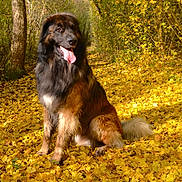Malo participe au concours pour gagner de l'argent avec cette photo : autumn, canine, closeup, dog, fallen_leaves, fluffy_tail, forest, happy, large_dog, long_fur, nature, outdoor, pet, portrait, sitting, sunlight, tongue_out, trail, tree, yellow_leaves