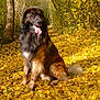 autumn, canine, closeup, dog, fallen_leaves, fluffy_tail, forest, happy, large_dog, long_fur, nature, outdoor, pet, portrait, sitting, sunlight, tongue_out, trail, tree, yellow_leaves