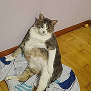 Pitch a rejoint le concours — aidez-le/la à gagner de superbes lots ! cat, chubby_cat, indoor, wooden_floor, jacket, sitting, curious, white_and_gray, pet, feline, relaxed, looking_at_camera, domestic_animal, flooring, clothing, corner, fur, animal, resting, casual_pose