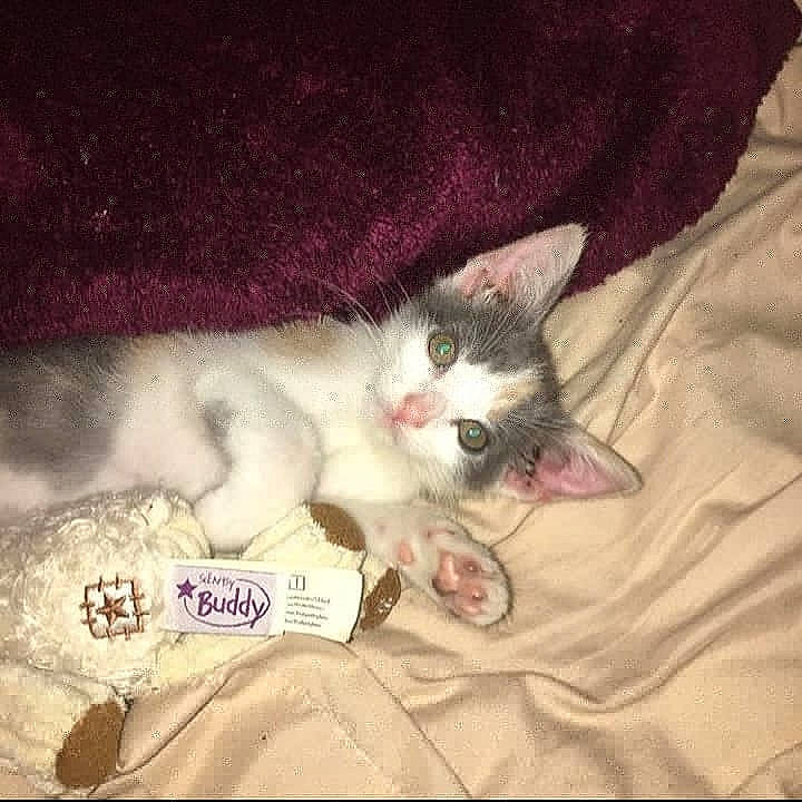 Lilly is registered to the contest to win money with this photo: carnivore, cat, claw, cloud, comfort, domestic_short_haired_cat, eye, fawn, felidae, foot, fur, grey, head, iris, linens, paw, small_to_medium_sized_cats, snout, tail, whiskers