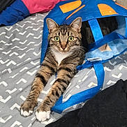 Lainey is registered to the contest to win money with this photo: animal, bed, bedding, blue_bag, cat, clothes, curious, cute, domestic_animal, fabric, fur, indoor, looking_at_camera, patterned_bedspread, paws, pet, resting, stretching, tabby_cat, whiskers