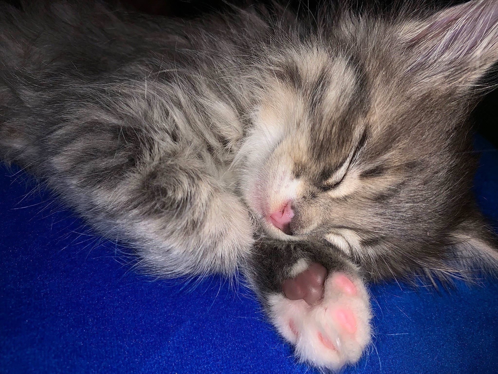 Aiko joined the competition — help win amazing prizes! carnivore, cat, cat_toy, claw, domestic_short_haired_cat, electric_blue, eye, felidae, fur, gesture, nap, paw, photo_caption, plant, sleep, small_to_medium_sized_cats, snout, tail, whiskers