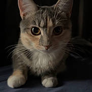 Bella is registered to the contest to win money with this photo: animal, cat, closeup, cute, dark, ears, eyes, feline, fur, indoor, looking, mammal, paws, pet, portrait, resting, small, tabby, whiskers, young