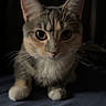 animal, cat, closeup, cute, dark, ears, eyes, feline, fur, indoor, looking, mammal, paws, pet, portrait, resting, small, tabby, whiskers, young