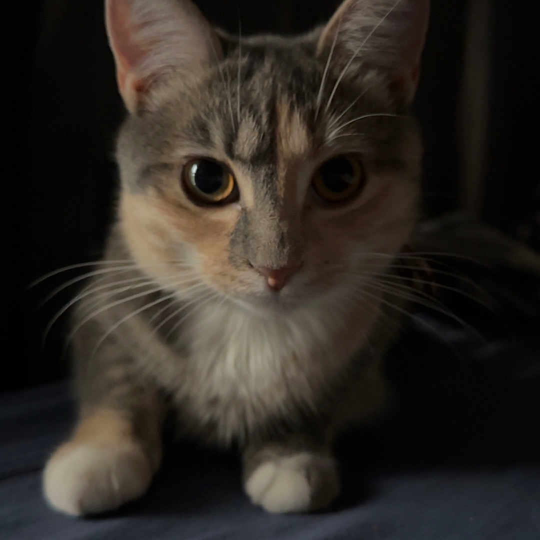 Bella