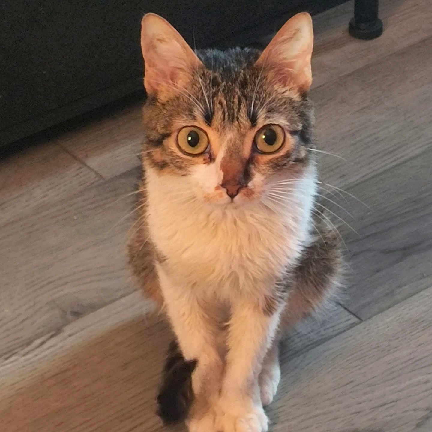 Oliver joined the competition — help win amazing prizes! cat, animal, pet, feline, sitting, wooden_floor, curious, wide_eyes, indoor, domestic, cute, fur, whiskers, ears, paws, looking, young_cat, tabby, muzzle, alert