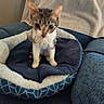 Oliver is registered to the contest to win money with this photo: kitten, cat, pet_bed, blue_couch, indoor, fur, small, curious, wet_fur, animal, young, domestic_cat, cozy, furniture, blanket, sitting, looking, cute, home, soft