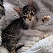 Oliver is registered to the contest to win money with this photo: kitten, cat, pet, animal, furry, cute, sleepy, resting, blanket, white, soft, cozy, paw, fur, striped, young, domestic, indoor, closeup, relaxing