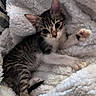 kitten, cat, pet, animal, furry, cute, sleepy, resting, blanket, white, soft, cozy, paw, fur, striped, young, domestic, indoor, closeup, relaxing