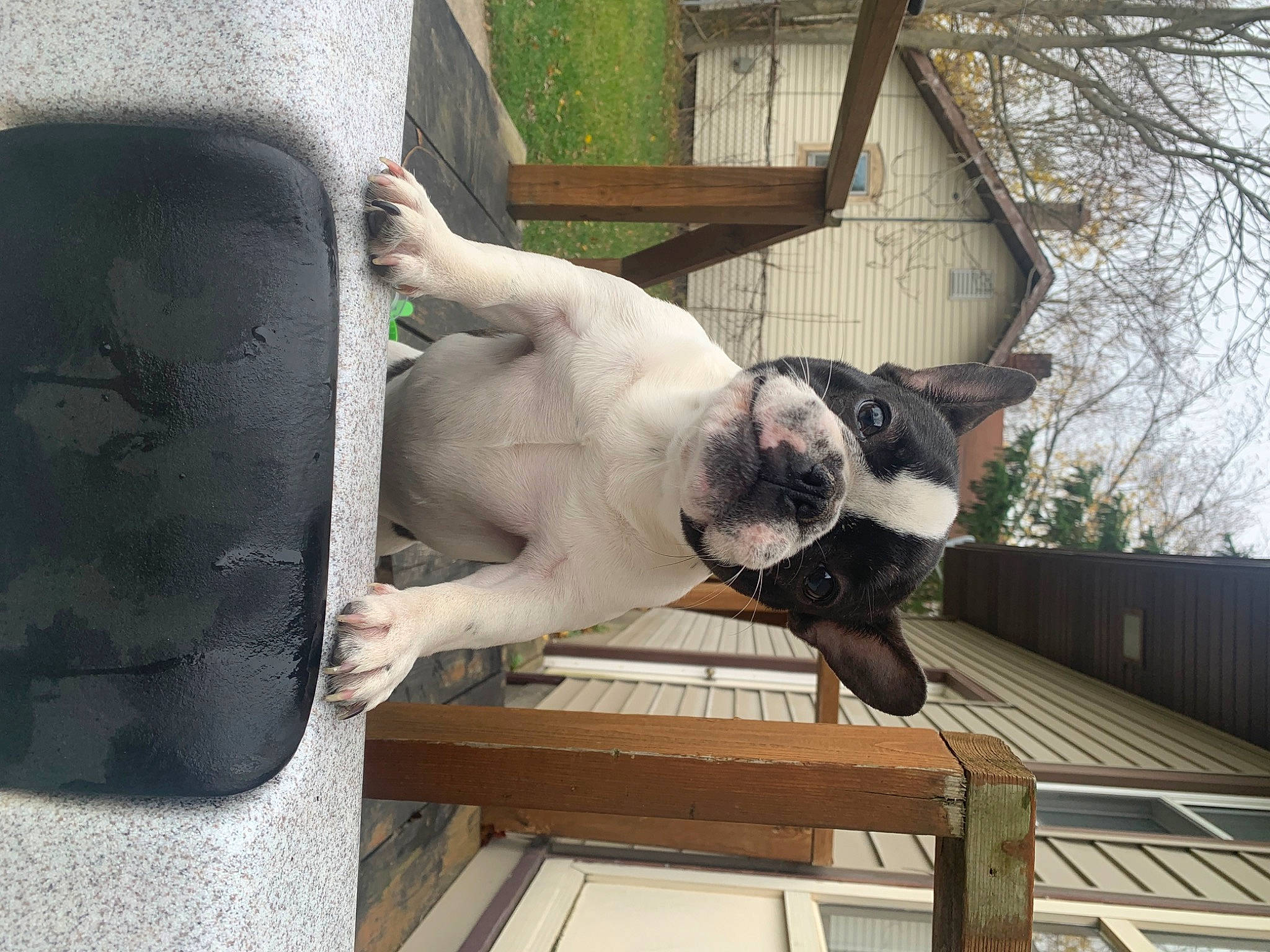 Princess is registered to the contest to win money with this photo: canidae, carnivore, collar, companion_dog, dog, dog_breed, dog_collar, fawn, fur, guard_dog, non_sporting_group, pet_supply, plant, sporting_group, tail, tree, whiskers, window, wood, working_animal