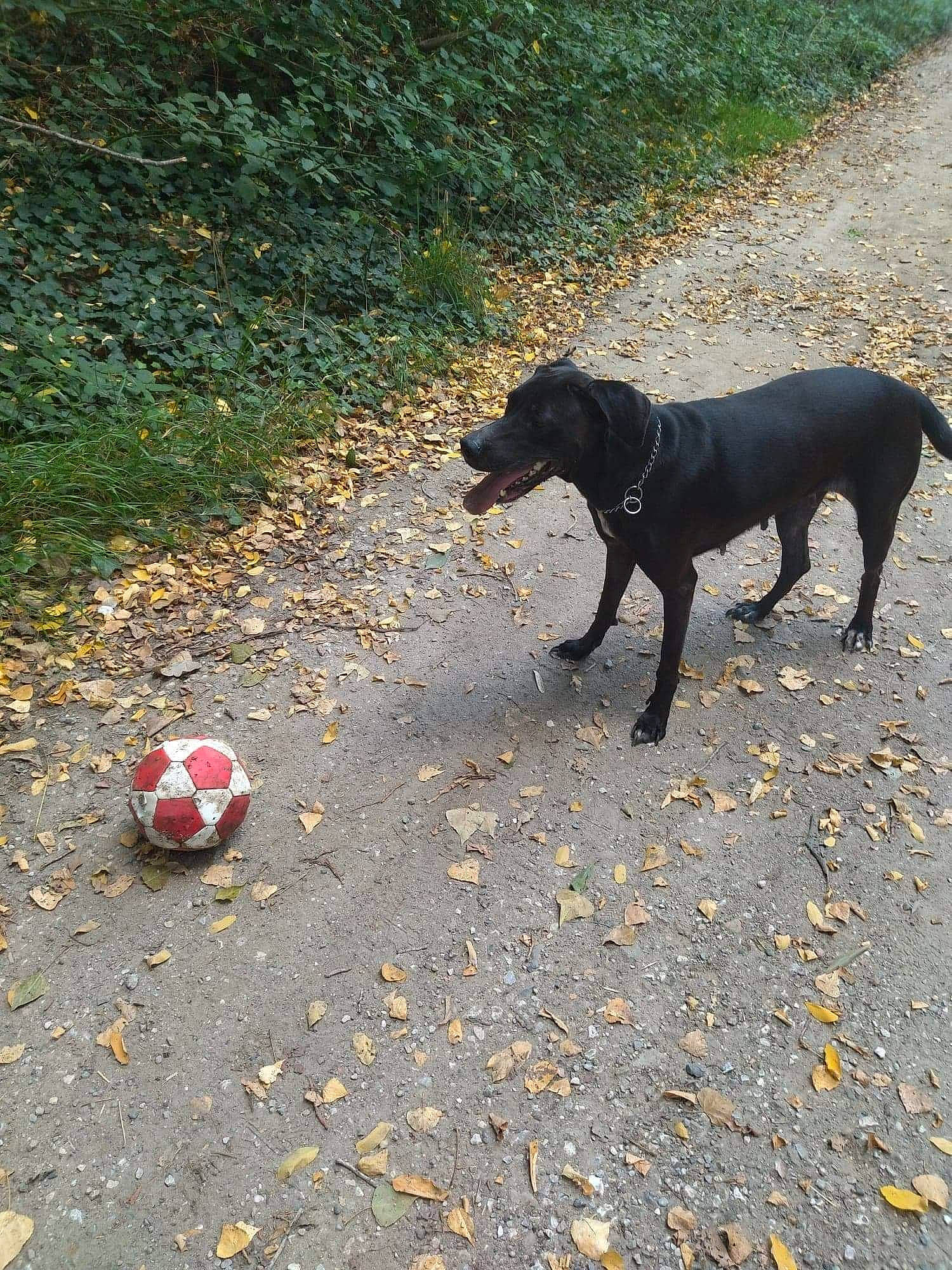 Despé participe au concours pour gagner de l'argent avec cette photo : asphalt, ball, carmine, carnivore, companion_dog, dog, dog_breed, football, grass, plant, road_surface, sidewalk, soccer, sporting_group, sports_equipment, street_dog, street_football, tail, tar, working_animal