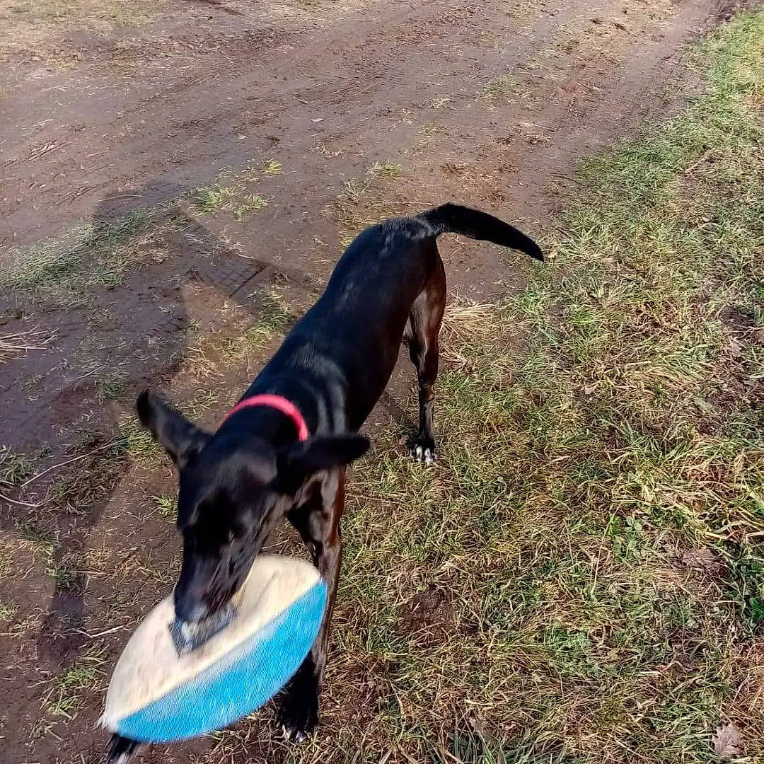 Despé a rejoint le concours — aidez-le/la à gagner de superbes lots ! canidae, carnivore, collar, companion_dog, dog, dog_breed, dog_supply, grass, guard_dog, hunting_dog, pet_supply, snout, soil, sporting_group, tail, terrestrial_animal, working_animal, working_dog