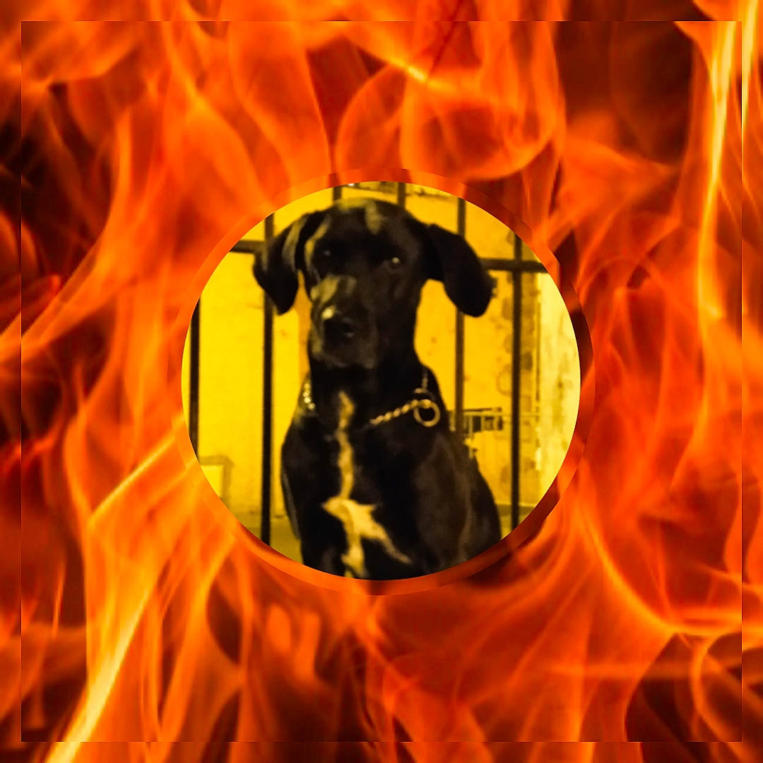 Despé participe au concours pour gagner de l'argent avec cette photo : amber, art, canidae, carnivore, circle, companion_dog, darkness, dog, dog_breed, event, fawn, fire, font, heat, illustration, orange, personal_protective_equipment, snout, sporting_group, working_animal