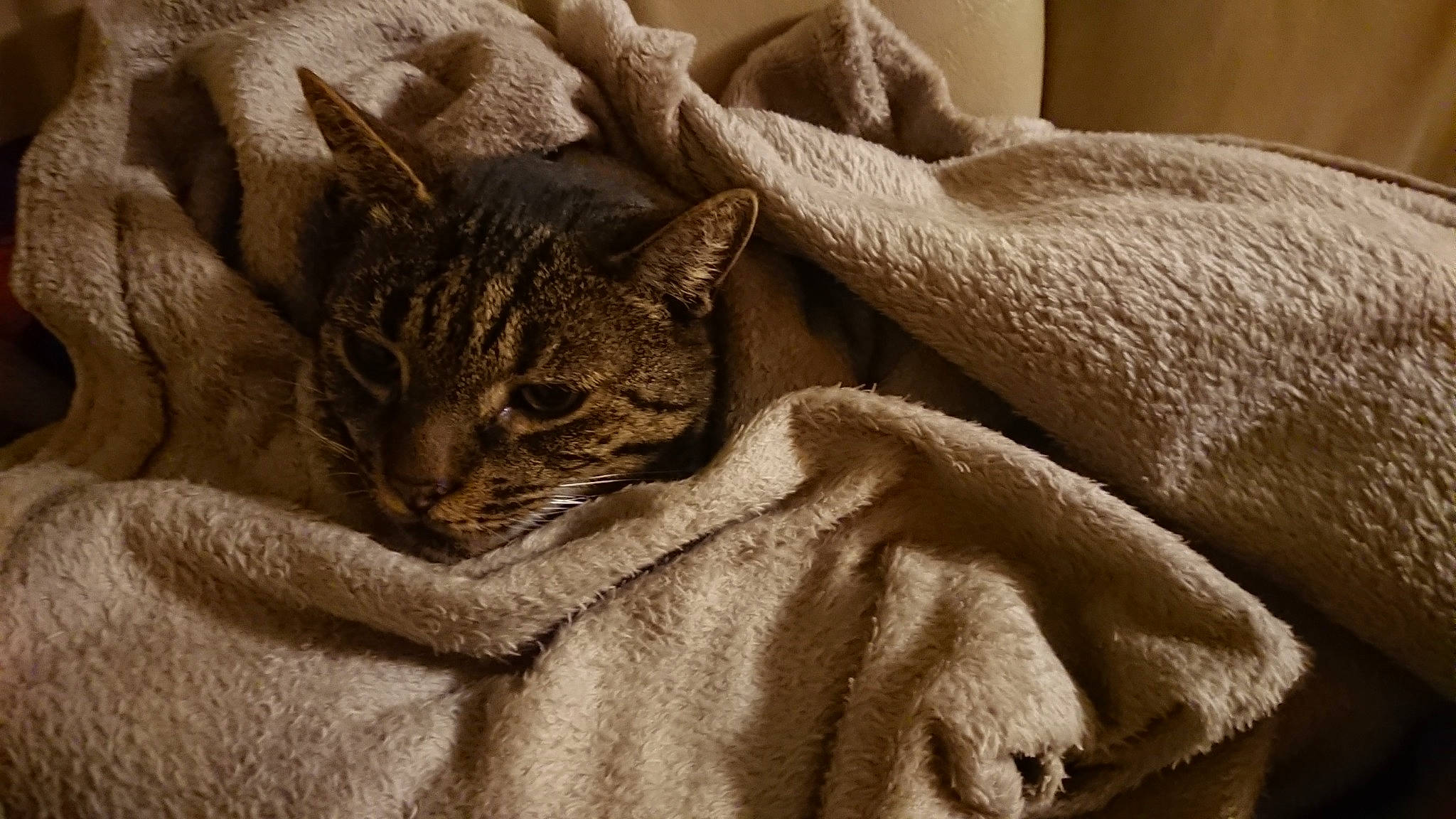 Baloo a rejoint le concours — aidez-le/la à gagner de superbes lots ! bed, bedding, carnivore, cat, close_up, comfort, domestic_short_haired_cat, fawn, felidae, fur, grey, linens, small_to_medium_sized_cats, snout, terrestrial_animal, textile, tree, whiskers, window, wood