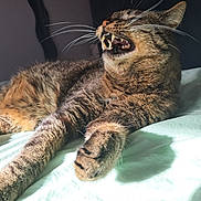 Berlioz participe au concours pour gagner de l'argent avec cette photo : cat, tabby, animal, pet, feline, whiskers, fangs, bed, sunlight, fur, paw, mouth, teeth, indoor, resting, closeup, domestic, striped, relaxed, lying_down
