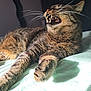 cat, tabby, animal, pet, feline, whiskers, fangs, bed, sunlight, fur, paw, mouth, teeth, indoor, resting, closeup, domestic, striped, relaxed, lying_down