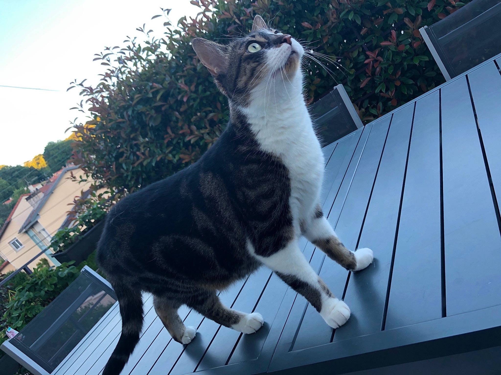 Foxy a rejoint le concours — aidez-le/la à gagner de superbes lots ! canidae, carnivore, cat, facial_expression, felidae, fur, house, metal, photography, plant, sky, small_to_medium_sized_cats, snout, square, tail, tree, whiskers, window