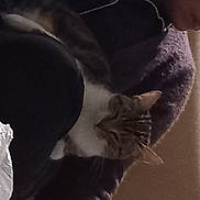 Katty participe au concours pour gagner de l'argent avec cette photo : beard, chest, elbow, eyelash, eyewear, felidae, flower, flowering_plant, formal_wear, fur, gesture, human_body, jaw, macro_photography, monochrome, monochrome_photography, petal, plant, shadow, sunglasses