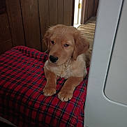 Nine is registered to the contest to win money with this photo: dog, puppy, golden_retriever, golden_fur, fluffy, sitting, lying_down, pet, animal, black_nose, brown_eyes, long_ears, front_paws, plaid_blanket, red_blanket, indoor, doorway, wood_paneling, home, portrait