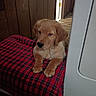 dog, puppy, golden_retriever, golden_fur, fluffy, sitting, lying_down, pet, animal, black_nose, brown_eyes, long_ears, front_paws, plaid_blanket, red_blanket, indoor, doorway, wood_paneling, home, portrait