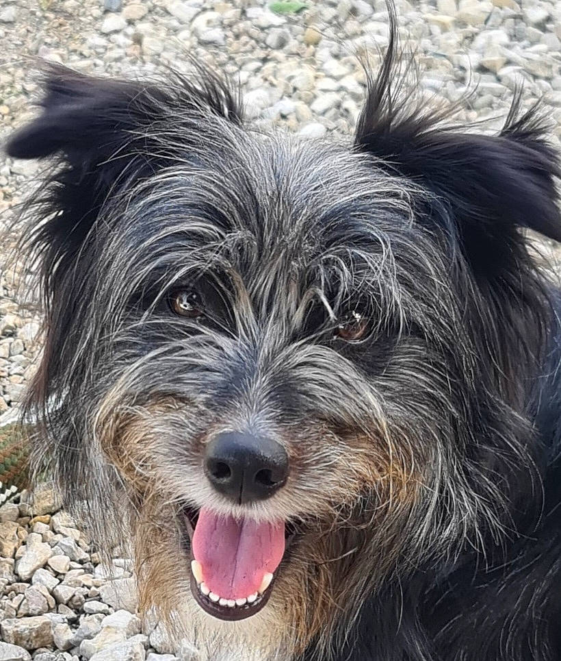 Lilou a rejoint le concours — aidez-le/la à gagner de superbes lots ! ancient_dog_breeds, biewer_terrier, canidae, carnivore, companion_dog, corgi_chihuahua, dog, dog_breed, fur, liver, puppy, small_terrier, snout, sporting_group, terrestrial_animal, terrier, toy_dog, water_dog, working_animal