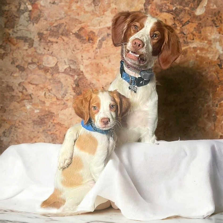 Remington Winchester