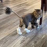 Gigi is registered to the contest to win money with this photo: cat, long_hair, lion_cut, pom_pom_tail, fluffy, tabby, brown, white_paws, pet, animal, standing, walking, indoors, wood_floor, home, furniture, table, portrait, alert, funny