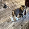 cat, long_hair, lion_cut, pom_pom_tail, fluffy, tabby, brown, white_paws, pet, animal, standing, walking, indoors, wood_floor, home, furniture, table, portrait, alert, funny