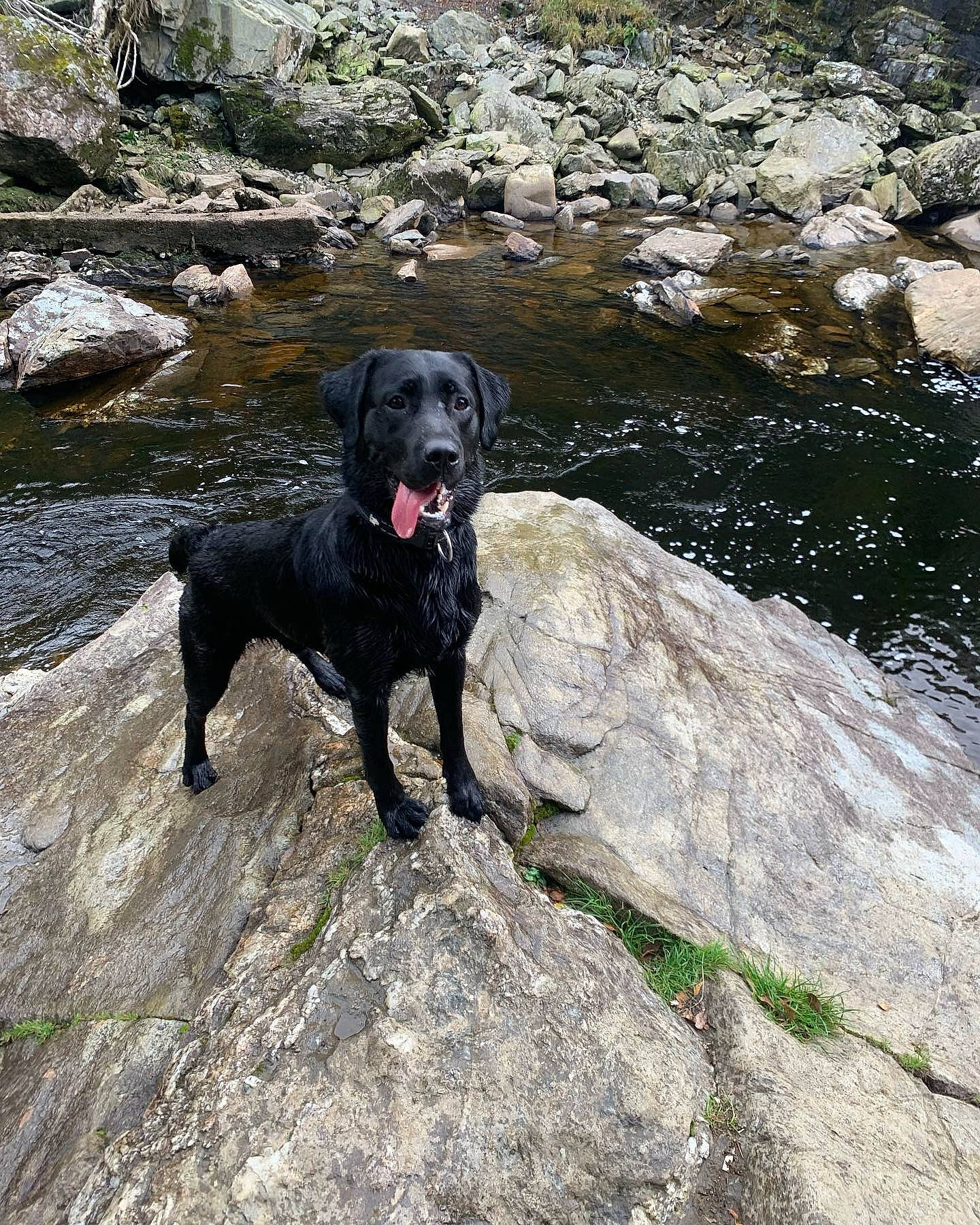 Angus is registered to the contest to win money with this photo: adventure, bedrock, borador, canidae, carnivore, dog, dog_breed, guard_dog, gun_dog, hunting_dog, lake, retriever, rock, sporting_group, stream, tail, water, watercourse, working_animal