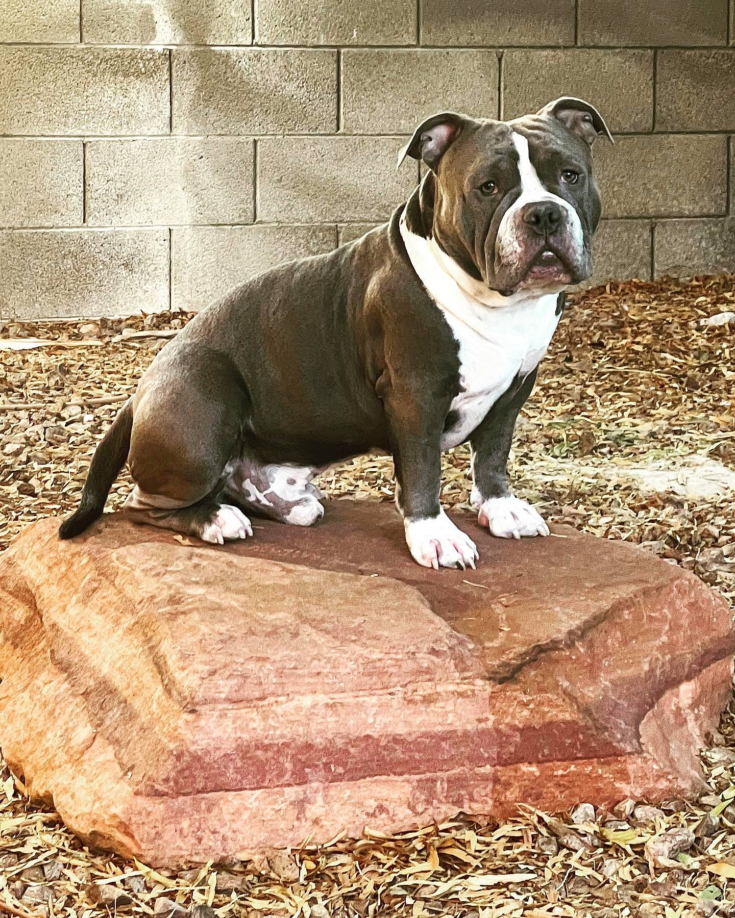 Yoshi joined the competition — help win amazing prizes! ancient_dog_breeds, bulldog, canidae, carnivore, companion_dog, dog, dog_breed, fawn, grass, liver, molosser, non_sporting_group, snout, sporting_group, terrestrial_animal, white_english_bulldog, wood, working_animal, working_dog, wrinkle