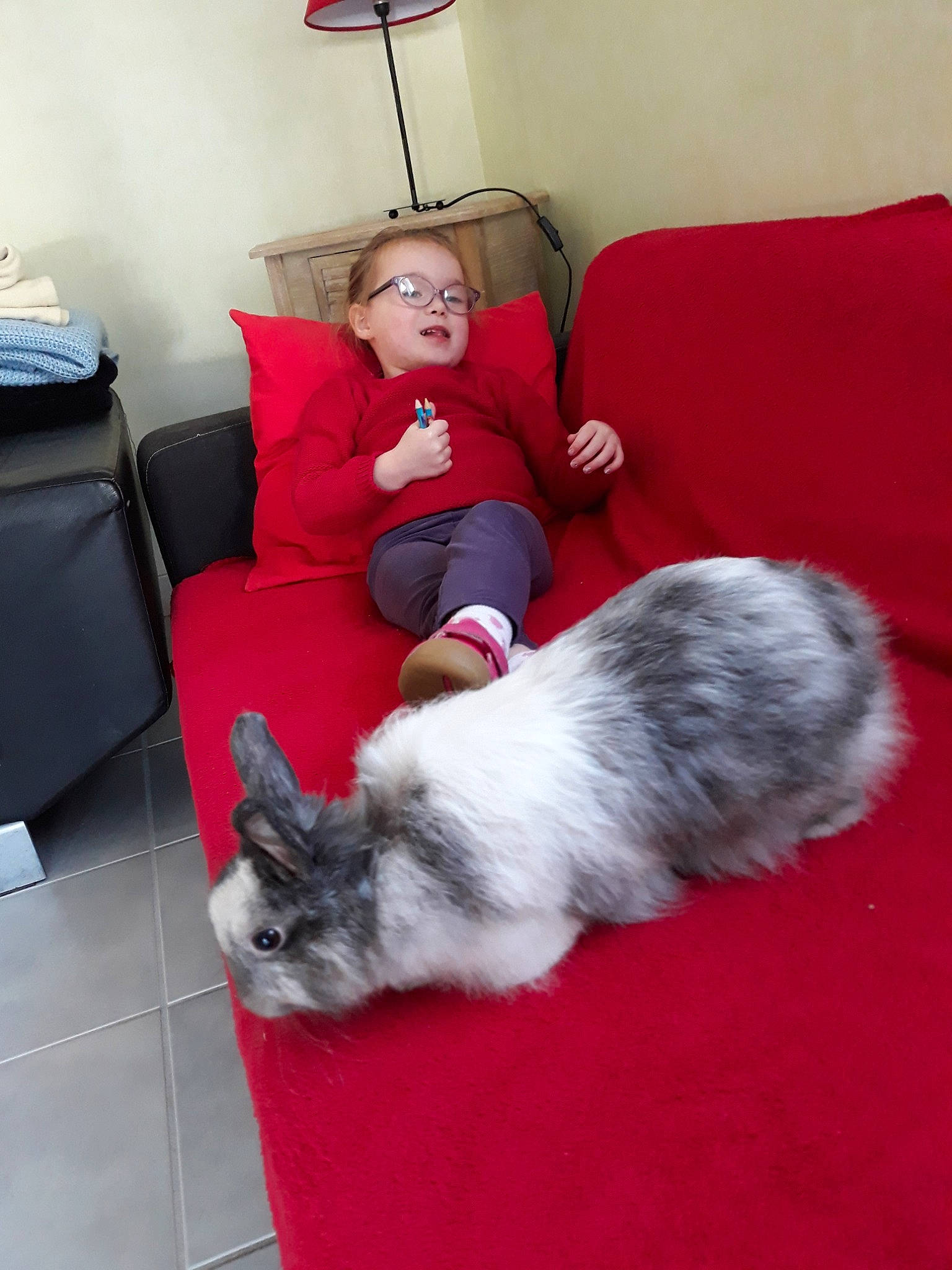 Grisouille a rejoint le concours — aidez-le/la à gagner de superbes lots ! cat, fur, mammal, person, rabbit, rabits_and_hares, red, vertebrate, whiskers