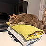 cat, towels, stack, gray_cat, indoor, table, television, living_room, furniture, resting, pet, domestic_animal, cozy, folded_towels, household, contemplative, relaxed, soft_texture, home, cat_tree