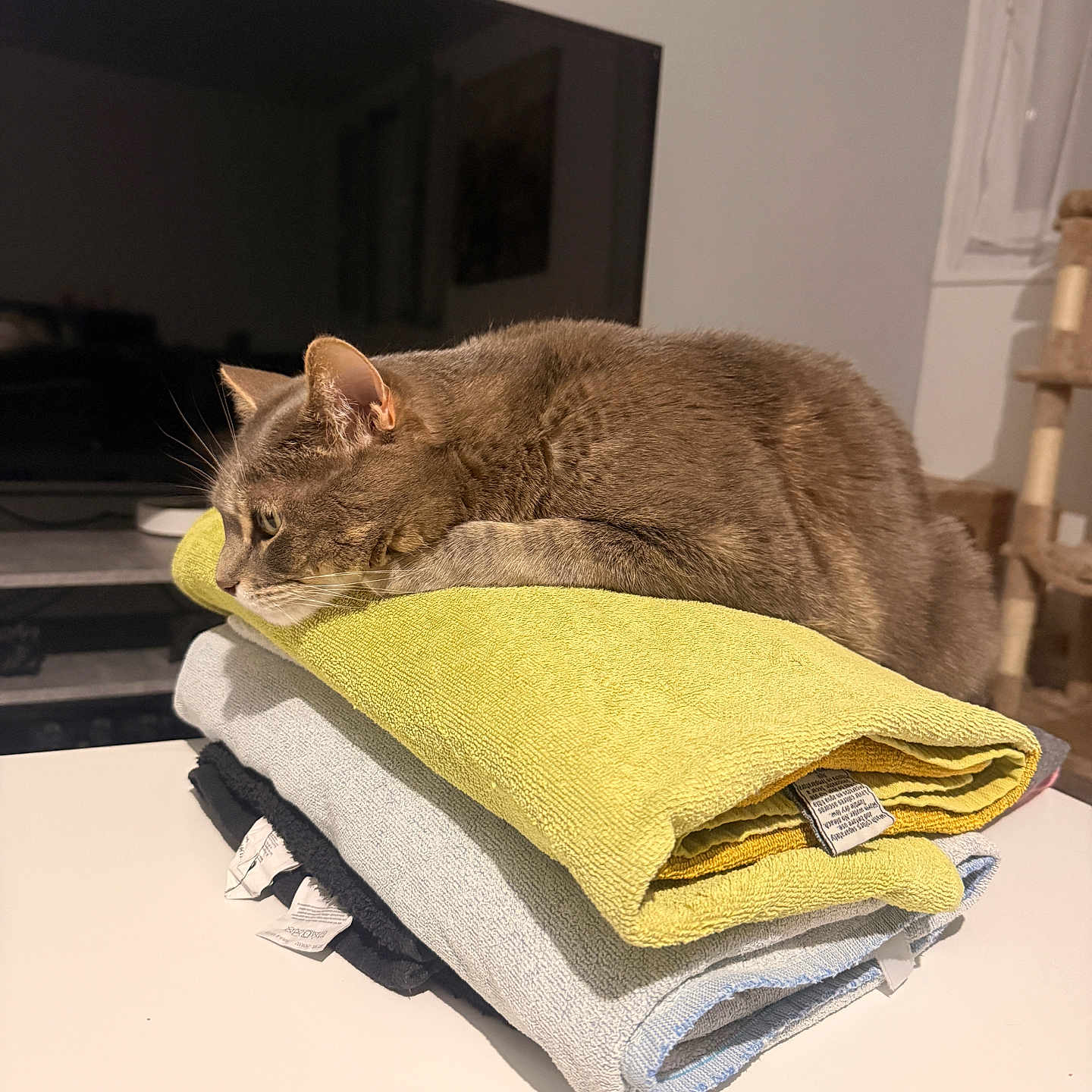 Thanos participe au concours pour gagner de l'argent avec cette photo : cat, towels, stack, gray_cat, indoor, table, television, living_room, furniture, resting, pet, domestic_animal, cozy, folded_towels, household, contemplative, relaxed, soft_texture, home, cat_tree