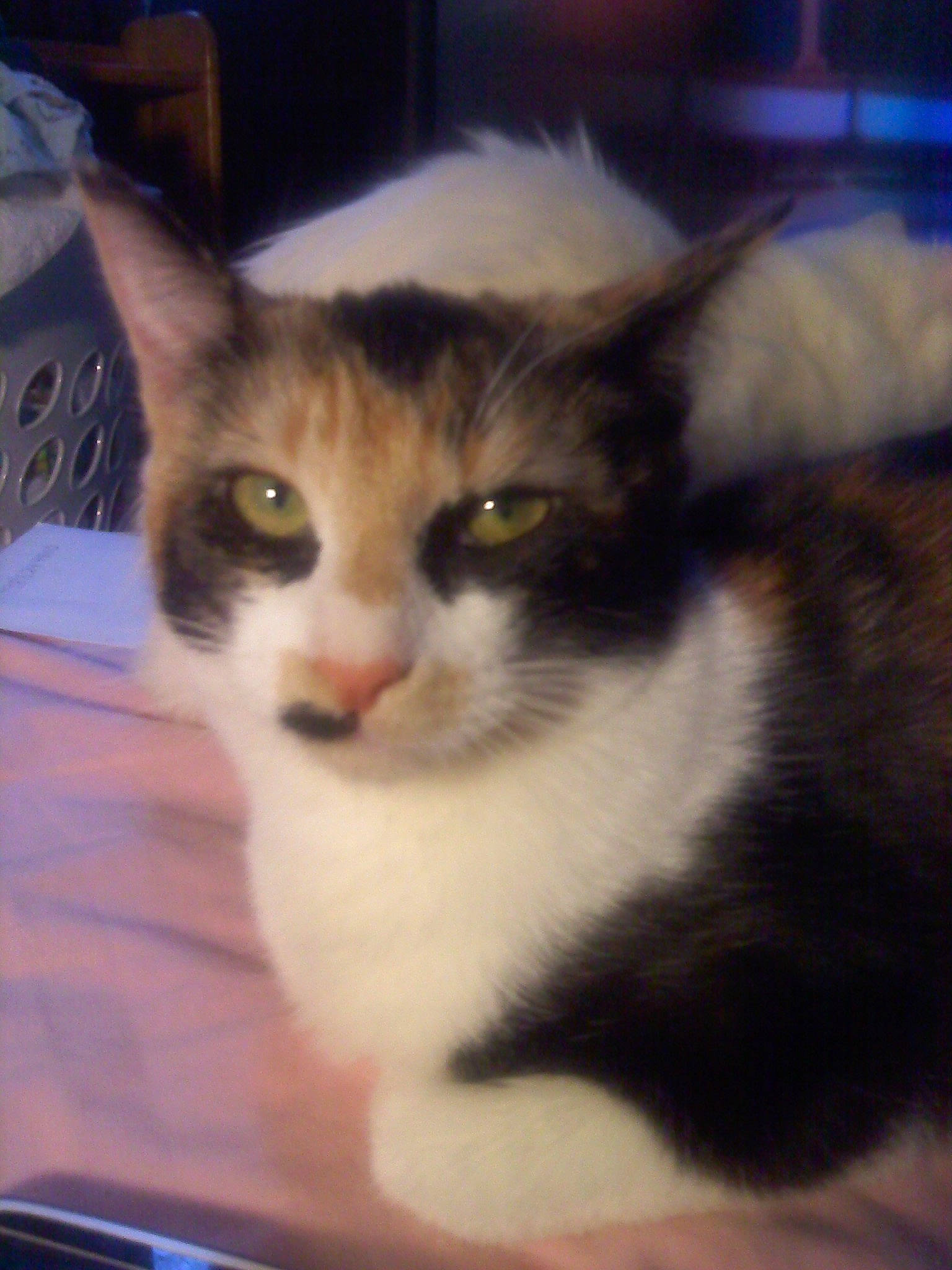 Cloie is registered to the contest to win money with this photo: box, carnivore, cat, domestic_short_haired_cat, eye, felidae, fur, head, pet_supply, small_to_medium_sized_cats, snout, terrestrial_animal, whiskers