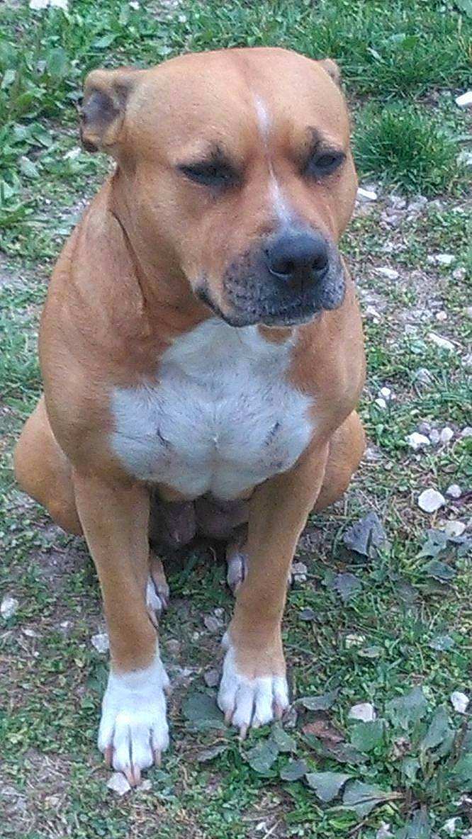 Gucci a rejoint le concours — aidez-le/la à gagner de superbes lots ! ancient_dog_breeds, canidae, carnivore, companion_dog, dog, dog_breed, fawn, grass, liver, non_sporting_group, plant, snout, sporting_group, terrestrial_animal, whiskers, working_animal, working_dog, wrinkle