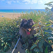 Volt a rejoint le concours — aidez-le/la à gagner de superbes lots ! dog, beach, ocean, sky, clouds, plants, greenery, leash, sand, sunny, outdoor, pet, tongue_out, nature, summer, happy, fluffy, small_dog, coast, travel