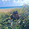 Volt a rejoint le concours — aidez-le/la à gagner de superbes lots ! dog, beach, ocean, sky, clouds, plants, greenery, sunlight, nature, outdoor, pet, tongue_out, leaves, summer, scenic, shoreline, water, daytime, canine, happy