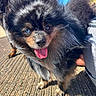 Volt participe au concours pour gagner de l'argent avec cette photo : dog, pomeranian, fluffy, tongue_out, heterochromia, blue_eye, brown_eye, outdoor, sunny, pet, canine, fur, closeup, happy, animal, walking, daylight, cute, small_dog, companion