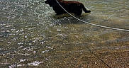 Maïcko participe au concours pour gagner de l'argent avec cette photo : dog, beach, water, sea, waves, leash, person, sunlight, pebble_beach, shore, summer, outdoor, playing, sand, recreation, vacation, nature, coast, sky, ocean