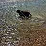 dog, beach, water, sea, waves, leash, person, sunlight, pebble_beach, shore, summer, outdoor, playing, sand, recreation, vacation, nature, coast, sky, ocean