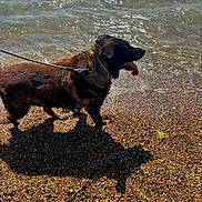 Maïcko participe au concours pour gagner de l'argent avec cette photo : dog, beach, water, pebbles, shadow, sunlight, tongue_out, leash, outdoor, canine, happy, summer, nature, animal, pet, shore, waves, daylight, playful, walking
