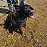 dog, beach, pebbles, tongue_out, leash, person, pants, text_on_clothing, sunlight, wet_fur, shadow, outdoor, animal, pet, sitting, playful, nature, daytime, canine, closeup