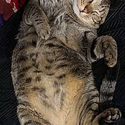 Bonk is registered to the contest to win money with this photo: cat, tabby_cat, sleeping, belly_up, paws, whiskers, pet, indoor, blanket, fabric, cozy, relaxed, cute, fur, tail, close_up, portrait, nap, striped, mammal