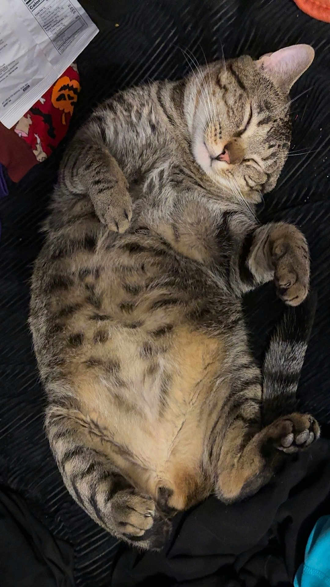 Bonk is registered to the contest to win money with this photo: cat, tabby_cat, sleeping, belly_up, paws, whiskers, pet, indoor, blanket, fabric, cozy, relaxed, cute, fur, tail, close_up, portrait, nap, striped, mammal